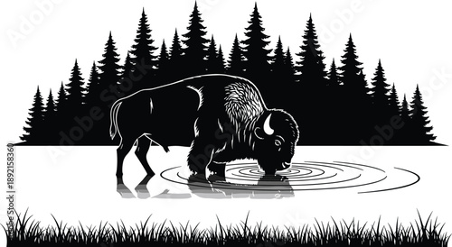 Bison drinking water in forest silhouette illustration, black and white wildlife scene with reflection, nature concept for logo, poster, t shirt design