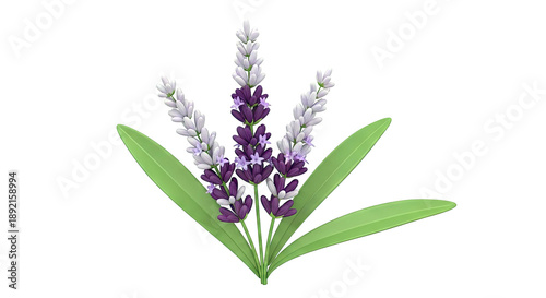 Sprig of Lavender Flowers with Green Leaves