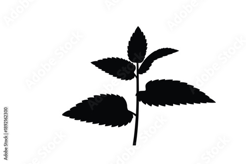 Fresh green mint leaves on stem isolated on white background herbal plant