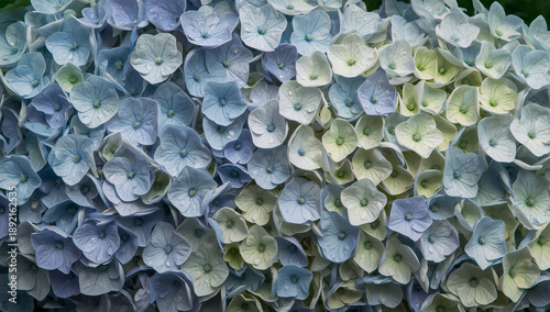 雨上がりのアジサイの花房を織物のように連ねた青の面
