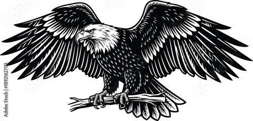 Majestic eagle illustration with spread wings, black and white wildlife engraving, powerful bird of prey 