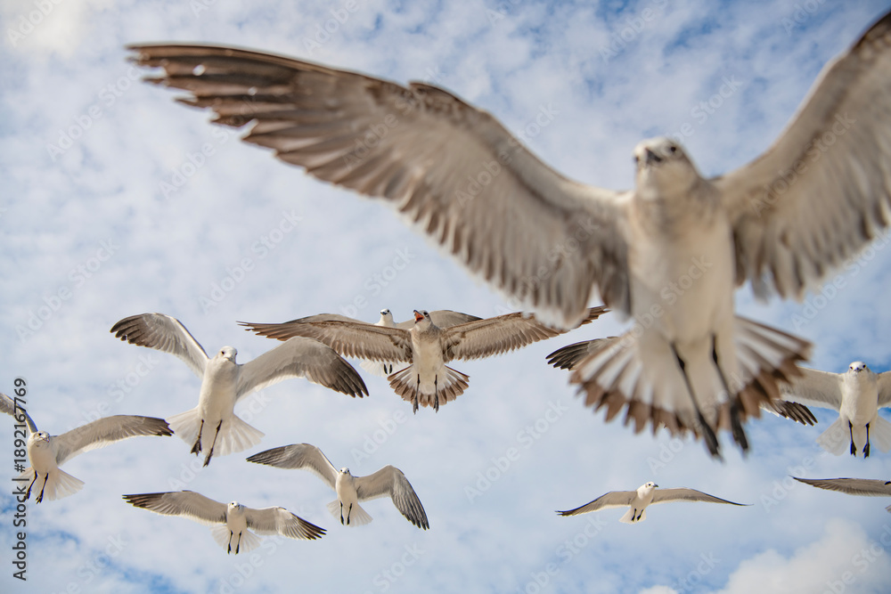 Obraz premium Sea gull with beak and feather. Laughing Gull. Seagull sitting outdoor. Laughing seagull at the sea. Seagull near water. Sea gull bird. Fauna and nature. Seagull bird observing the water. Coastal bird