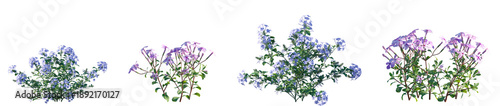 Photos Set of Plumbago auriculata and Phlox stolonifera  flowering frontal isolated png