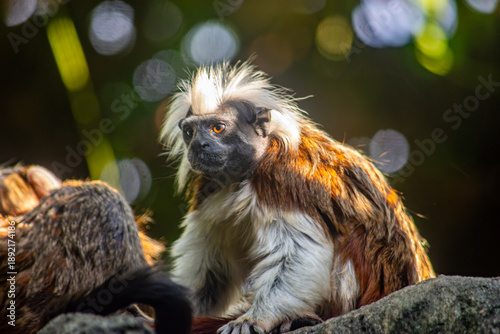 Photography A close-up of a monkey in Ukumarí Park, Pereira, Risaralda, Colombia, showcasing its unique features and vibrant environment