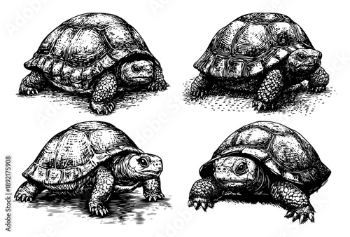 Detailed tortoise illustrations in vintage engraved ink style