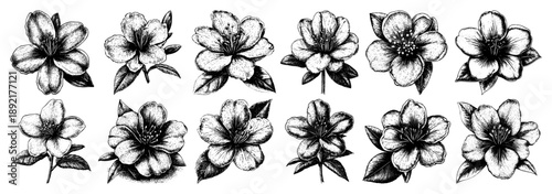 Five petal blossom flower set in vintage engraved ink style