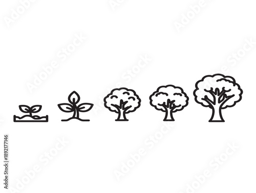 Tree growth stages illustration
