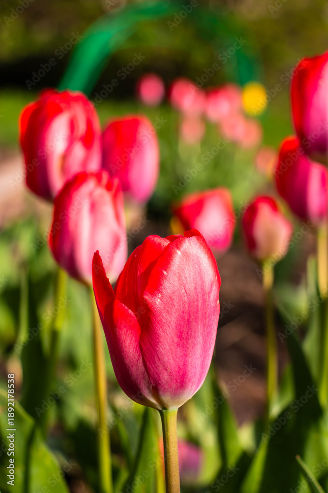 Fototapeta premium Red tulips bloom in spring outdoors in the rays of the setting sun