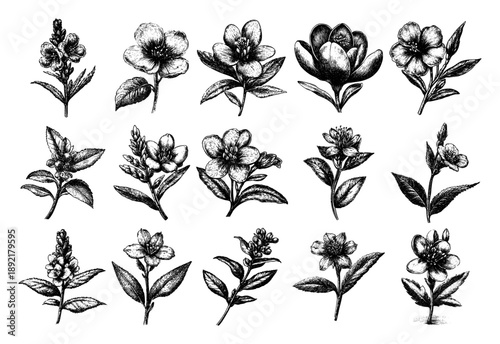 Wildflower sprigs collection in black and white engraving style