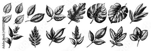 Large collection of detailed botanical leaf sketches and vintage engraving illustrations
