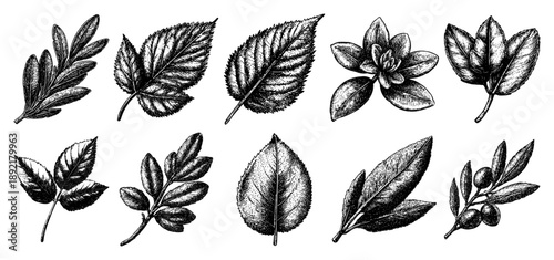 Hand drawn botanical leaves and branches set