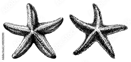 Vintage engraving of two detailed starfish illustrations with etching texture