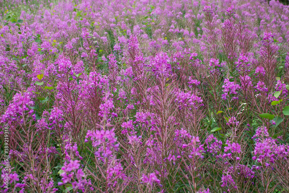 Fototapeta premium Fireweed growing in Alaska