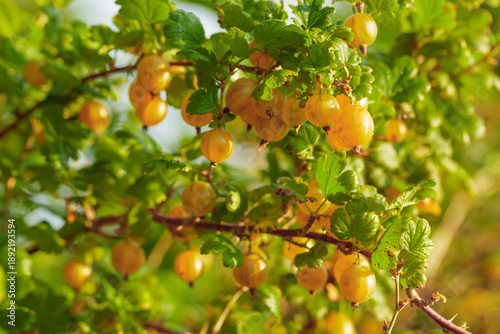 Quadro su tela Close-up of ripe yellow gooseberry.