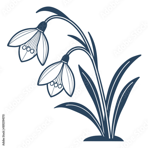 Snowdrops blooming in early spring with elegant dark blue petals