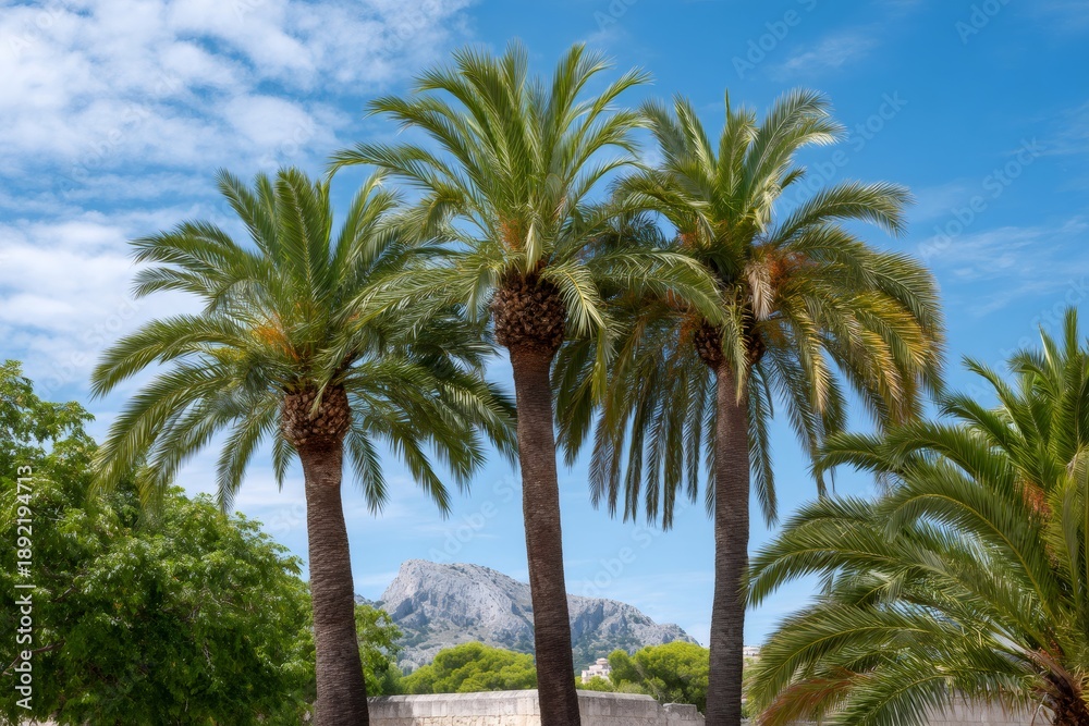 Fototapeta premium Palm trees against Serra de Tramuntana mountains in Mallorca