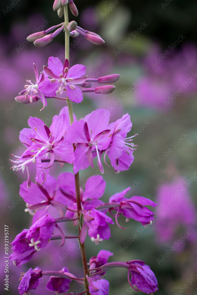 Fototapeta premium Fireweed growing in Alaska