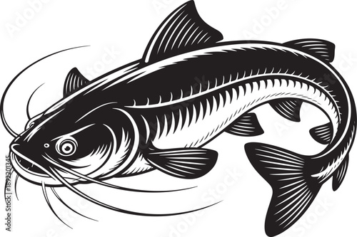 Black and white of a catfish with whisker like barbels and fins