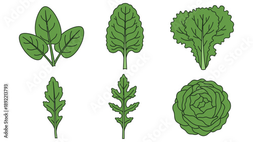 A collection of various green leafy vegetables on a white background