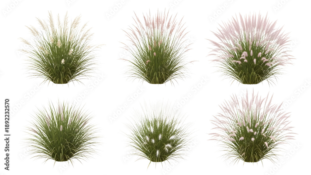 Obraz premium Set Of Pampas Grass Clumps Isolated On Black Background