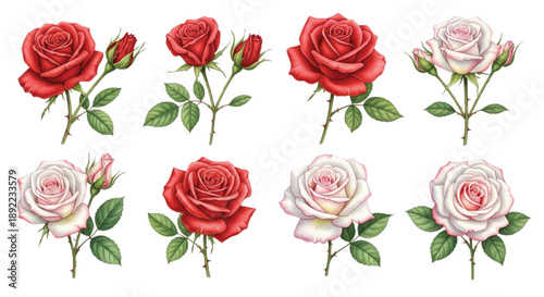Realistic Red and White Rose Flowers Botanical Illustration Set for Valentine's