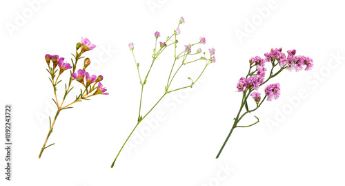 Fotografía Set of sprigs of small pink flowers (limonium, gypsophila, chamelaucium) for dec