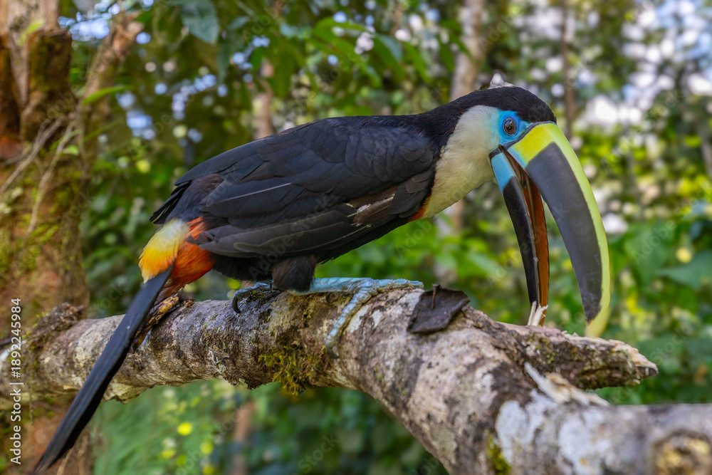 Obraz premium White-throated Toucan (Ramphastos tucanus) Perched on a Tree: A Near-passerine Bird in Ramphastidae Family