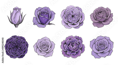 Purple rose flower set including bud, blooming, open, and double petals isolated. Floral illustration for wedding and garden design.