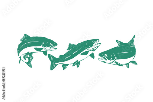Set of large fish silhouette vector graphics in many different swimming and jumping, vector hand drawn crayon doodle style, design isolated on white background