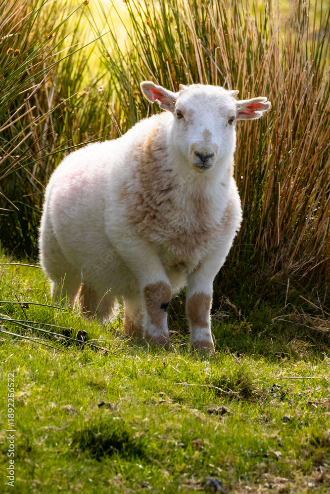 Obraz premium Portrait of a Fluffy Lamb Looking Directly at the Camera in a Sunlit Pasture