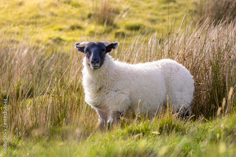 Fototapeta premium A Portrait of a White Woolly Sheep with a Distinctive Black Head