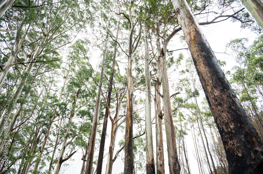 Fototapeta premium Low-angle view of rain-soaked eucalyptus trees with vibrant green leaves near Kodaikanal, Tamil Nadu, rising into misty monsoon skies in the Western Ghats.