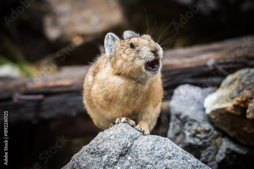 Canvas-taulu Pika Squeaking from a Rocky Talus Slope in the Colorado Rockies