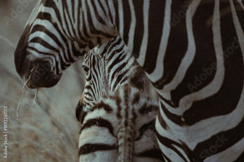 Zebra and its young stand together eating grass at dusk