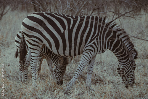 Zebra mother and child graze together in a grassy of wildlife reserve