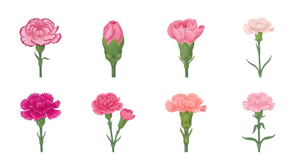 Pink carnation flower set including blooming heads, closed buds, and long stems isolated. Botanical floral illustration for wedding and mother's day design.
