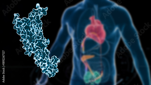 Cardiometabolic CKM Syndrome 3D Visualization: Integrated Heart, Kidney, and Pancreatic Health with 4D Flow MRI Data Overlays  and glp-1 