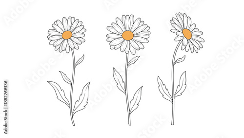 Trio of hand-drawn daisy sketches shows the flowers from various perspectives with bright yellow centers and delicate white petals.