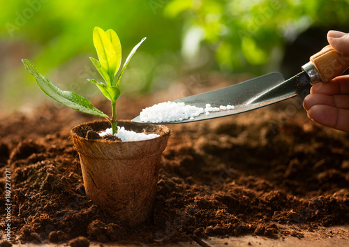 Gardener fertilizing young green seedling, agriculture and plant care concept.