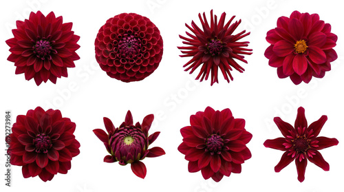 Deep red dahlia flower set including pompom, cactus, semi-cactus, and star-shaped blooms isolated. Botanical floral nature collection.