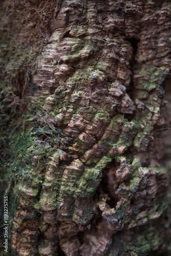 Tree bark texture with moss and natural weathered wood detail