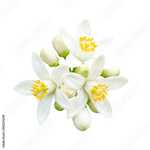 Bild auf Leinwand white flowers on white background