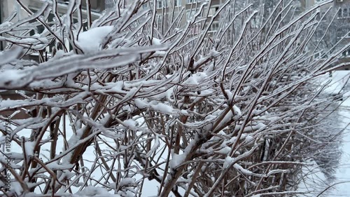 Close-up video of shrub branches coated with ice and snow after freezing rain. Winter texture background and seasonal weather phenomenon.