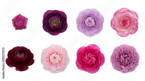 Ranunculus flower set including pink, purple, and burgundy persian buttercup blooms in various opening stages isolated. Floral collection for wedding and spring design.