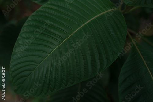 Close-up of large green tropical leaf with natural vein texture