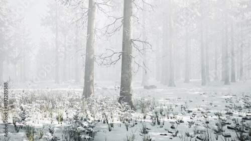 Cuadro en lienzo A serene forest scene captures tall, bare trees surrounded by soft, white snow