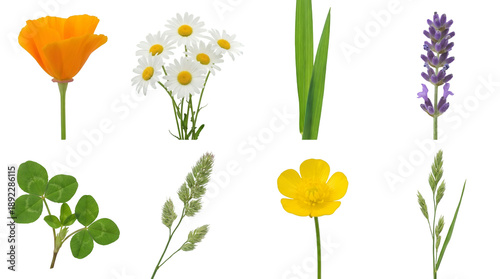 Wildflower and meadow plant set including poppy, daisy, lavender, clover, and buttercup isolated. Spring nature and floral collection.