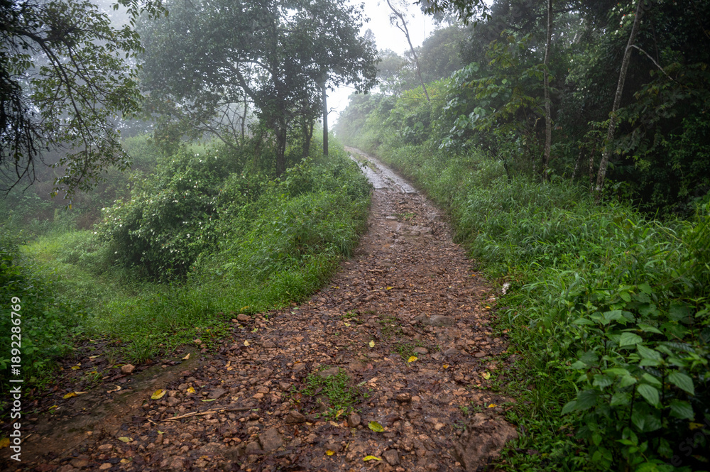 Fototapeta premium Monsoon mountain landscape in Udumbanchola, Kerala, with a narrow path leading through rocky hills, lush greenery, wet grass, and mist-covered trees beneath low clouds in the Western Ghats.