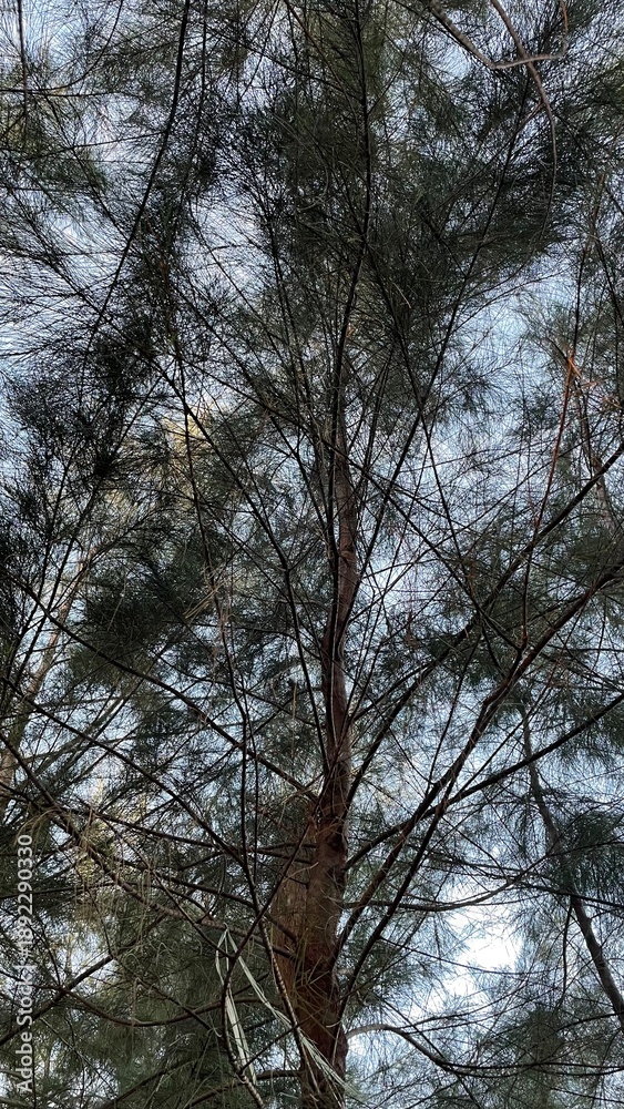 Fototapeta premium Abstract Pine Tree Branches with Sky Background in Natural Forest