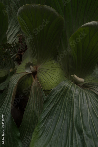 Large tropical leaves with layered green foliage and natural texture